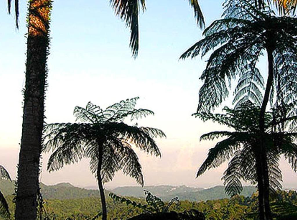El Hotelito At The Rainforest Experience Farm Fajardo Exteriér fotografie